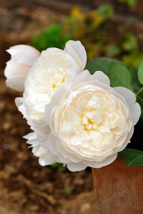 大苗 バラ苗 ウィリアムアンドキャサリン Er白 輸入苗 7号鉢植え品 農林水産省 登録品種 Er Y すべての商品 バラの家 公式本店 ロサオリエンティス バラ苗 専門店