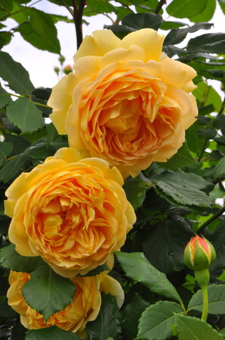 ゴールデンセレブレーション バラ苗　イエロー6年生　大苗 ゴールデン・セレブレーション 鉢苗 - Golden Celebration Potted