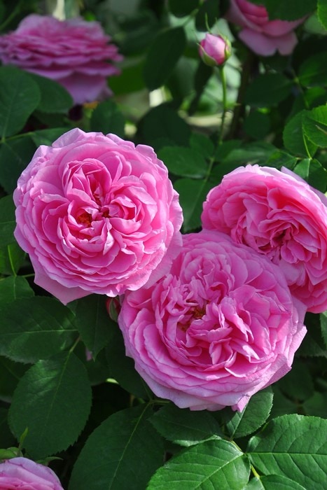 冬季大苗】バラ苗 ガートルードジェキル 輸入苗 7号鉢植え品［契約品種