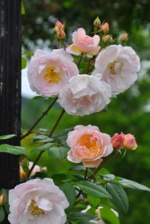 �����ġۥХ��� ����ǥ����֥��쥤�� ͢���� 7��ȭ�����ʡ����ӿ建�� ��Ͽ�ʼ�ϡ�ER-Y��