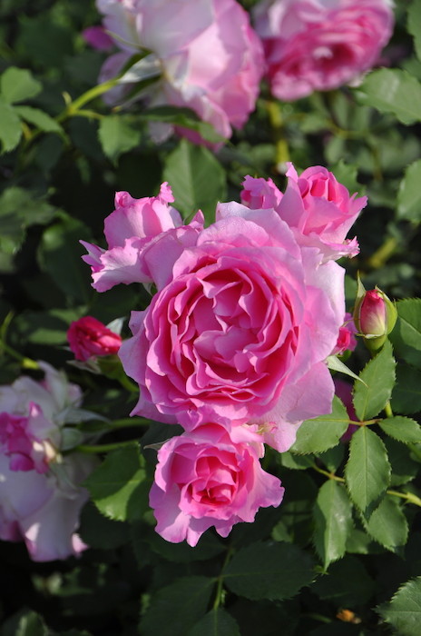 大苗 バラ苗 ピンクオブプリンセス Pht桃 国産苗 6号鉢植え品 農林水産省 登録品種 Tk Tk すべての商品 バラの家 公式本店 ロサオリエンティス バラ苗 専門店 大苗 バラ苗 ピンクオブプリンセス Pht桃 国産苗 6号鉢植え品 農林水産省 登録品種 Tk Tk すべての商品 バラの家 公式本店 ロサオリエンティス バラ苗 専門店