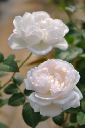 ġۥХ 礦ڲھ  6ȭʡηʼϡOS-OS2