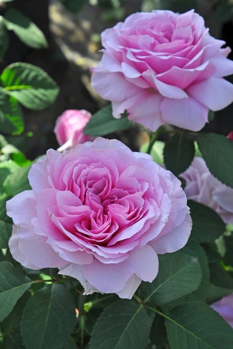 大苗】バラ苗 ふうしゃ【風謝】フウシャ 国産苗 6号鉢植え品［契約品種