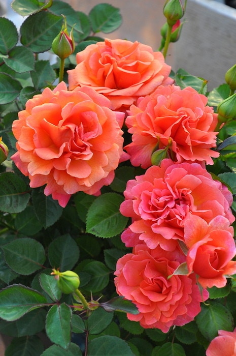 人気 ライチ取木苗、大苗、ピンククエイメイ種