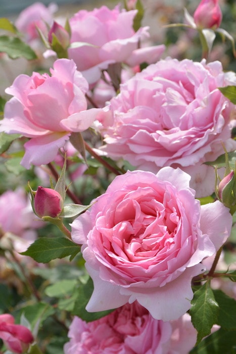 冬季大苗】バラ苗 ヘレン 国産苗 6号鉢植え品［契約品種］《J-RO