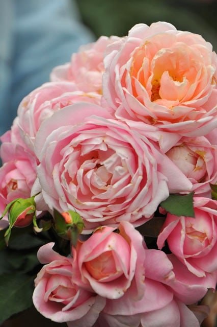 ���ߵ����ġۥХ��� ����2014 ���� 6��ȭ�����ʡη����ʼ�ϡ�JB-YR�ա�0204�����