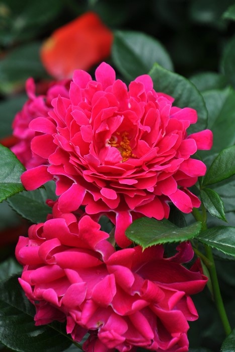 バラ苗【中苗】グラマラスラッフル 国産苗 6号鉢植え品［農林水産省