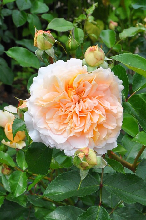 大苗】バラ苗 ザンガーハウザーユビレウムスローゼ 国産苗 6号鉢植え品