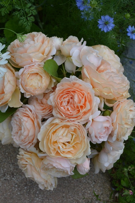 ドイリー1214❤️大輪薔薇とアネモネの華麗なドイリー✨特大62×39（45） ドイリー1214❤️大輪薔薇とアネモネの華麗なドイリー✨特大62×39（