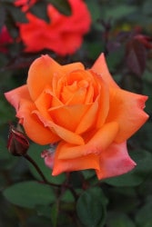 �Х��ġ����ġۥ�С����ߡ��ƥ��� ���� 6��ȭ�����ʡ�J-HT20��