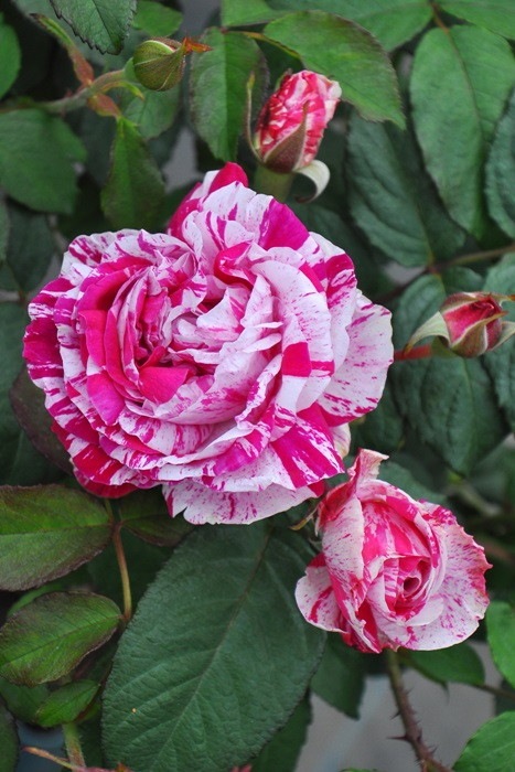 大苗 バラ苗 ムーアズストライプルゴサ Moore S Striped Rugosa Hrg絞赤 国産苗 6号鉢植え品 J Ob 系統で選ぶバラ オールドローズ ハイブリッドルゴサ バラの家 公式本店 ロサオリエンティス