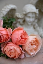 ġۥХ إ֥󥪥󥢡  6ȭʡJ-FL25