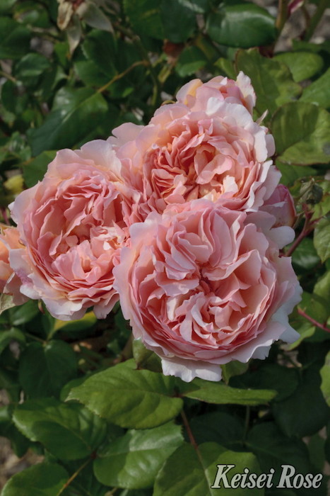 ���ߵ����ġۥХ��� �ץ�󥻥������졼�̥ɥ���ʥ� ���� 6��ȭ�����ʡ����ӿ建�� ��Ͽ�ʼ�ϡ�J-IRM3�ա�1120�����