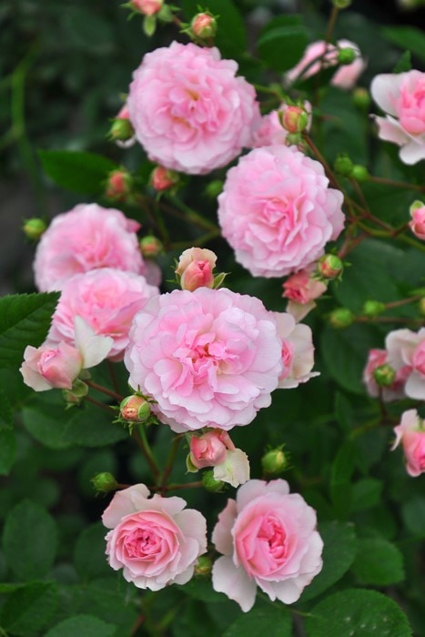 冬季大苗】バラ苗 ピンクキャット 国産苗 6号鉢植え品［契約品種］《OM