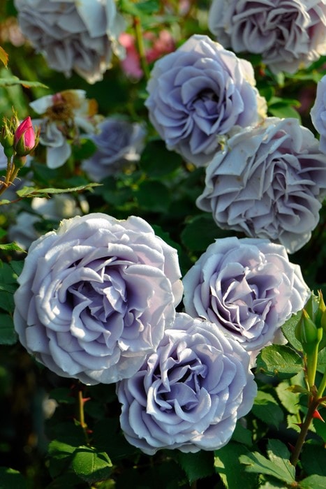 バラ苗【中苗】ターンブルー 国産苗 6号鉢植え品《JB-KAI