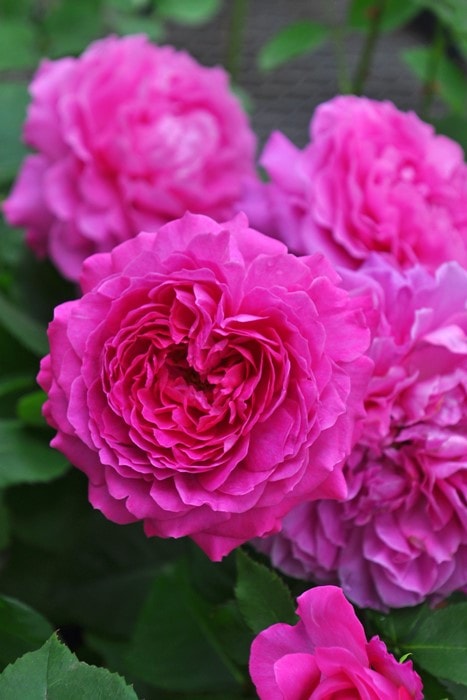 バラ苗【中苗】フィネス 国産苗 6号鉢植え品［契約品種］《OS-OS2