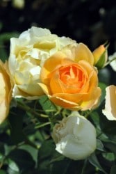 ���ߵ����ġۥХ��� �ѥ����ڥ������ͥ����ǥ��˥��� ���� 6��ȭ�����ʡη����ʼ�ϡ�Kb-BRN��