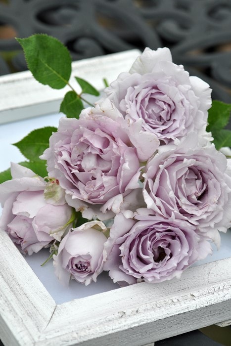 バラ苗【中苗】ルシファー 国産苗 6号鉢植え品［農林水産省 登録品種