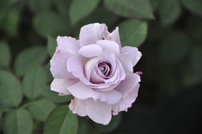 Хġġۤ夦ή  6ȭʡӿ建 ϿʼϡKb-KBO