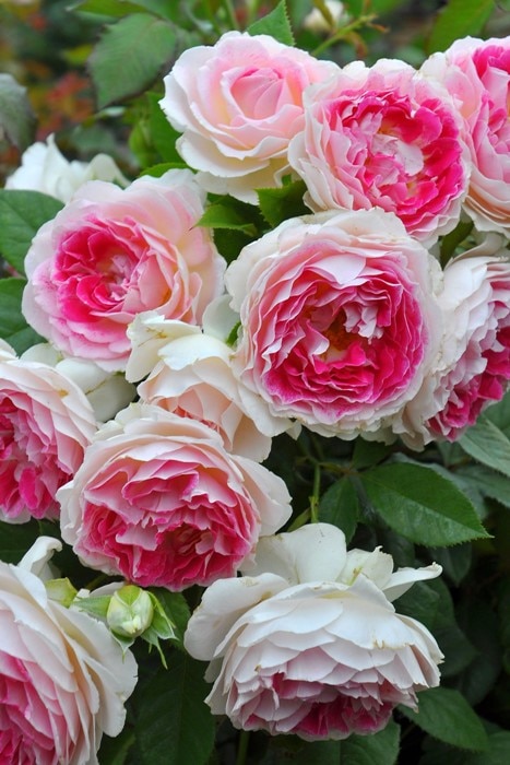 大苗 バラ苗 ホリデーアイランドピオニー Ht複桃 国産苗 6号鉢植え品 農林水産省 品種登録出願中 J Ir2 テーマで選ぶバラ 美しく良く咲くバラ 0選 バラの家 公式本店 ロサオリエンティス バラ苗 専門店