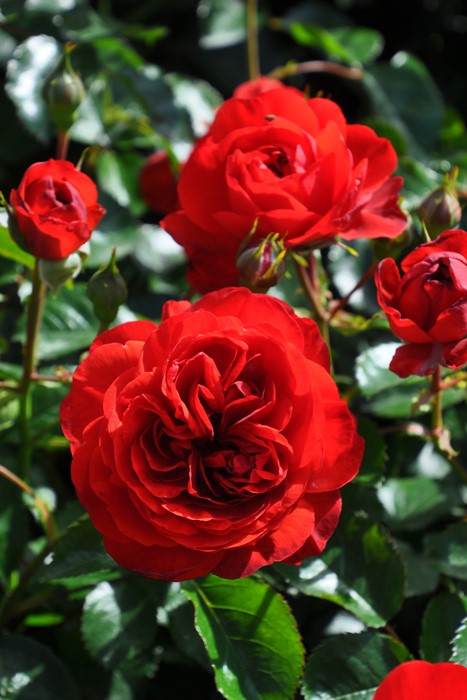 大苗 バラ苗 スカーレットボニカ Fl赤 国産苗 6号鉢植え品 農林水産省 品種登録出願中 Ir Iro3 系統で選ぶバラ フロリバンダ バラの家 公式本店 ロサオリエンティス バラ苗 専門店 大苗 バラ苗 スカーレットボニカ Fl赤 国産苗 6号鉢植え品 農林水産省 品種登録出願中 Ir Iro3 系統で選ぶバラ フロリバンダ バラの家 公式本店 ロサオリエンティス バラ苗 専門店