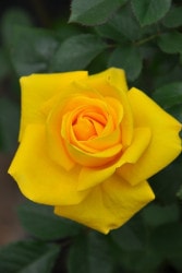 ġۥХ ɥ쥤  6ȭʡӿ建 ϿʼϡJ-IRM3