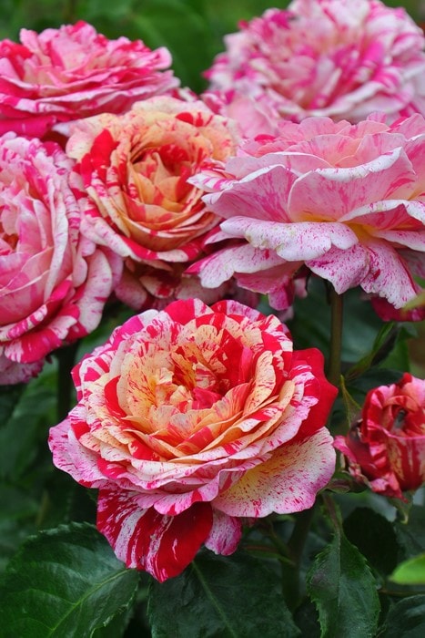 ドイリー1160❤️クローバー草原の華麗な薔薇達✨大判ドイリー56cm ドイリー1160❤️クローバー草原の華麗な薔薇達✨大判ドイリー56cm
