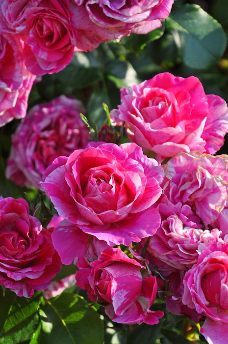 冬季大苗】バラ苗 フランボワーズバニーユ 国産苗 6号鉢植え品［農林