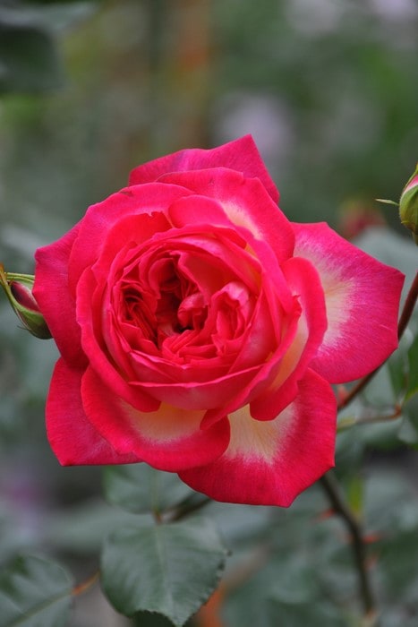 大苗】バラ苗 アキレス 国産苗 6号鉢植え品［契約品種］《J-RO