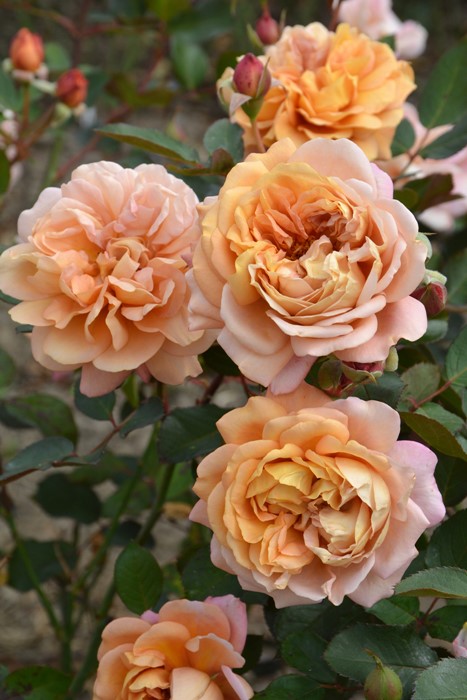 大苗】バラ苗 マロン 国産苗 6号鉢植え品［契約品種］《J-RO