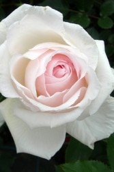 �����ġۥХ��� �ͤ���Τ����ں�����ī�� ���� 6��ȭ�����ʡ�J-HT20��