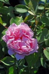 ڥ若ۡġۥХ إ륷塼  6ȭʡJ-HT20 ָ