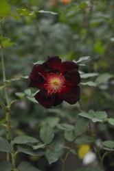 �����ġۥХ��� ���Τ���١����Ĵ�١� ���� 6��ȭ�����ʡ�J-HT20��