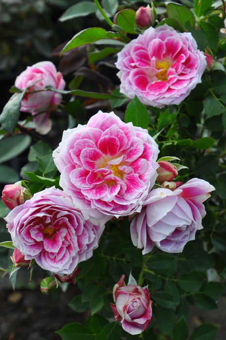 大苗】バラ苗 ザダリアローズ 国産苗 6号鉢植え品《J-FL20》 | すべて