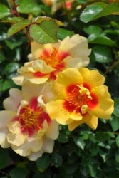 ���ߵ����ġۥХ��� �������֥��������� ���� 6��ȭ�����ʡη����ʼ�ϡ�OM-ZEK�ա�0109�����