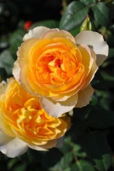 ġۥХ ڥ  6ȭʡηʼϡOS-OS2