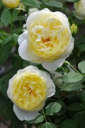 ���ߵ����ġۥХ��� �����ͥå��٥� ͢���� 7��ȭ�����ʡ����ӿ建�� ��Ͽ�ʼ�ϡ�ER-Y��