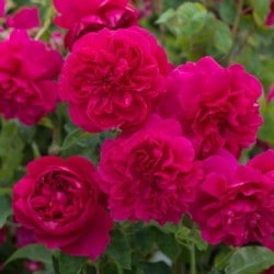 ���ߵ����ġۥХ��� �ȡ��ޥ������٥��å� ͢���� 7��ȭ�����ʡ����ӿ建�� ��Ͽ�ʼ�ϡ�ER-Y��