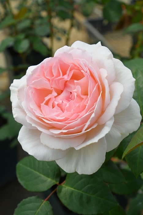 バラ苗【中苗】きょうか【鏡花】 国産苗 6号鉢植え品［契約品種］《OS