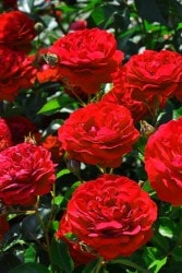 Хġġۥǥץܥɡ  6ȭʡӿ建 ϿʼϡIR-IRO3