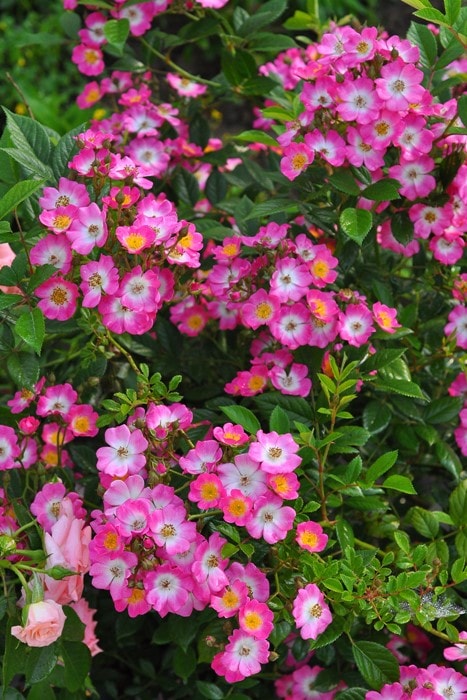 Хġġۥ⡼ĥ  6ȭʡJ-CL20