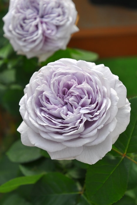 Хġġۥꥢ  6ȭʡηʼϡJ-ROա1104