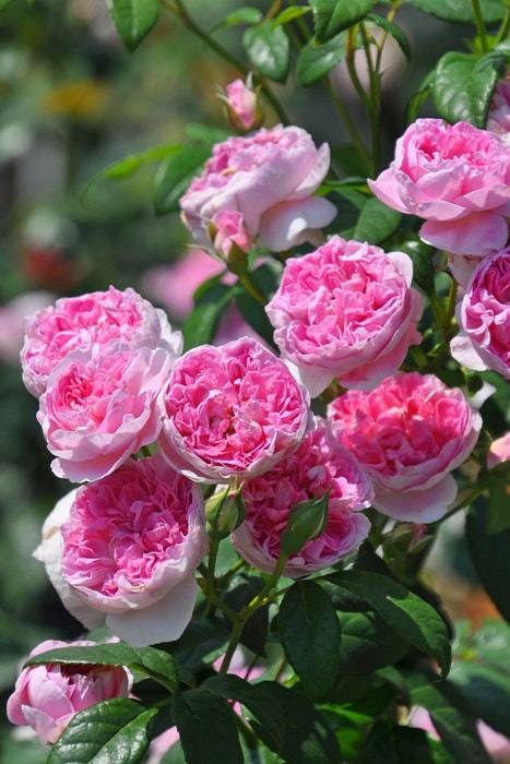 バラ苗【中苗】シャンペトル 国産苗 6号鉢植え品［契約品種］《J-RO