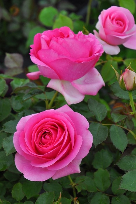 バラ苗【中苗】ルポールロマンティーク 国産苗 6号鉢植え品［契約品種