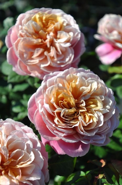 バラ苗 A12 原種バラ大苗 十六夜バラ Herb&Rose バラ苗販売 商品詳細 Herb＆Rose