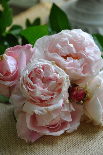 ���ߵ����ġۥХ��� ���󥹥���ĥ��⡼�ĥ���� ���� 6��ȭ�����ʡ����ӿ建�� ��Ͽ�ʼ�ϡ�IR-IRO3�ա�0109�����