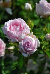 �����ġۥХ��� �������󥯥쥹�� ���� 6��ȭ�����ʡ�J-OB20��