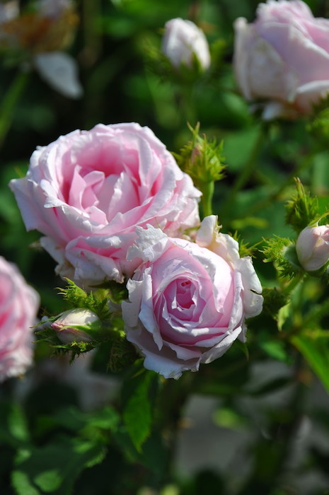 �ڥ若��ۡ����ġۥХ��� �������󥯥쥹�� ���� 6��ȭ�����ʡ�J-OB20�� ���ָ���