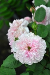 ġۥХ ˡɥޥ४她ȥ  6ȭʡJ-OB20