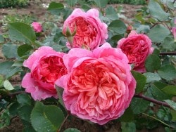 ���ߵ����ġۥХ��� �ե�ޥ������ ���� 6��ȭ�����ʡ����ӿ建�� �ʼ���Ͽ�д���ϡ�Han-DEL�ա�0109�����